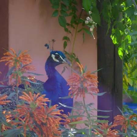 Eco Moyano بيت خشبي